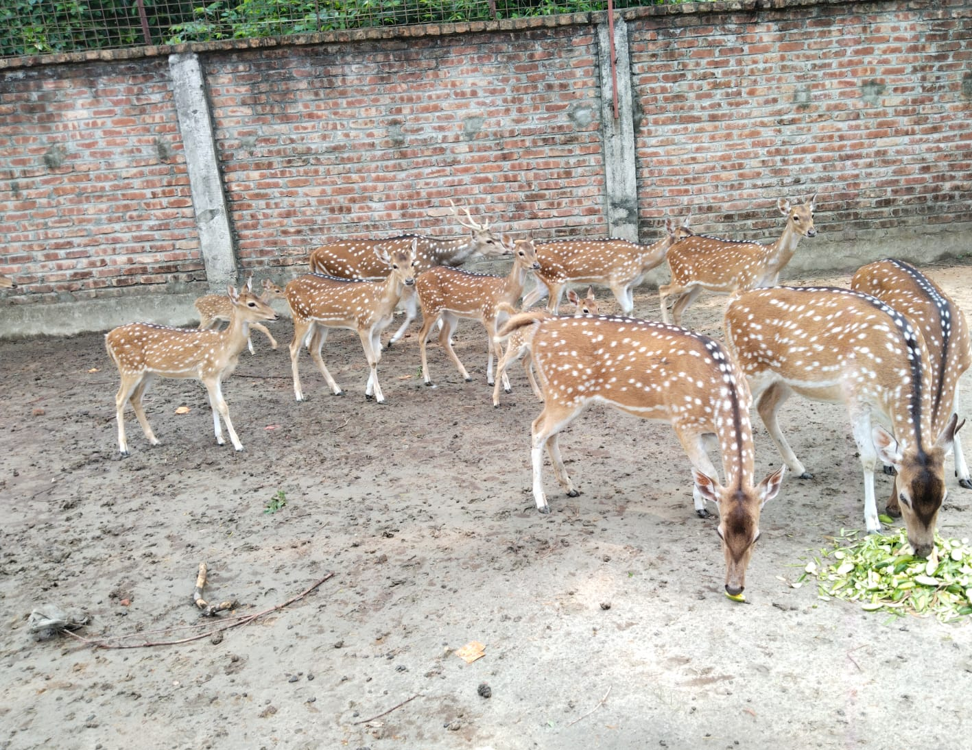 হরিণ পালন
